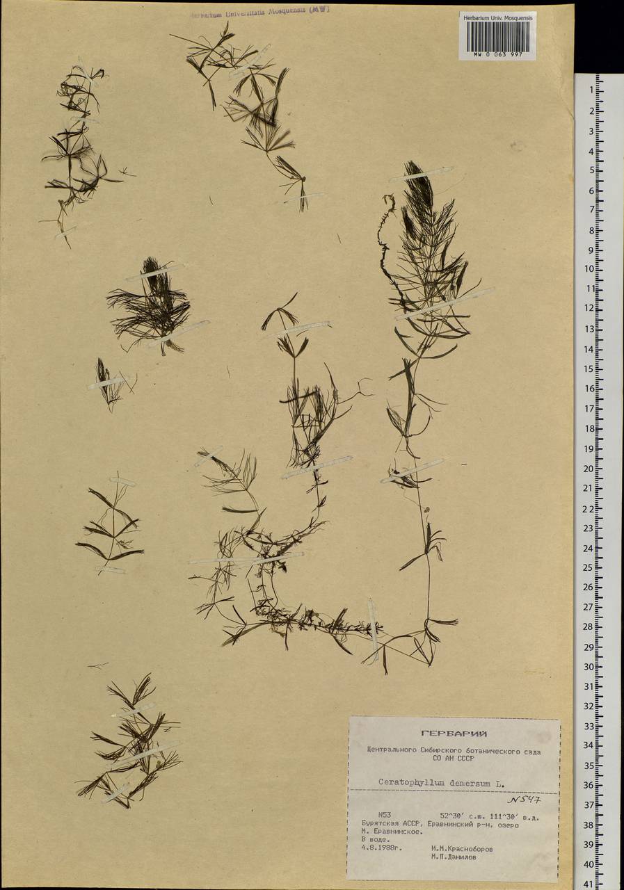 Ceratophyllum demersum L., Siberia, Baikal & Transbaikal region (S4) (Russia)