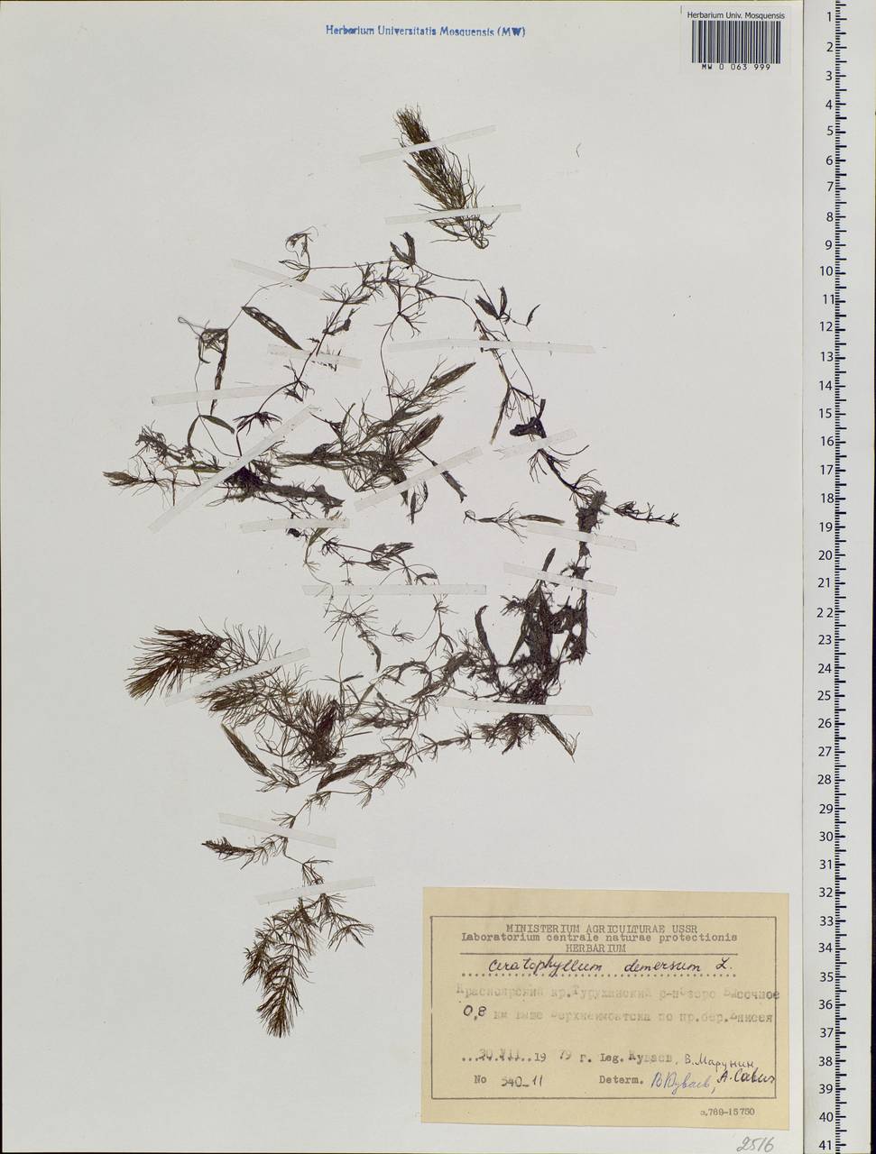 Ceratophyllum demersum L., Siberia, Central Siberia (S3) (Russia)
