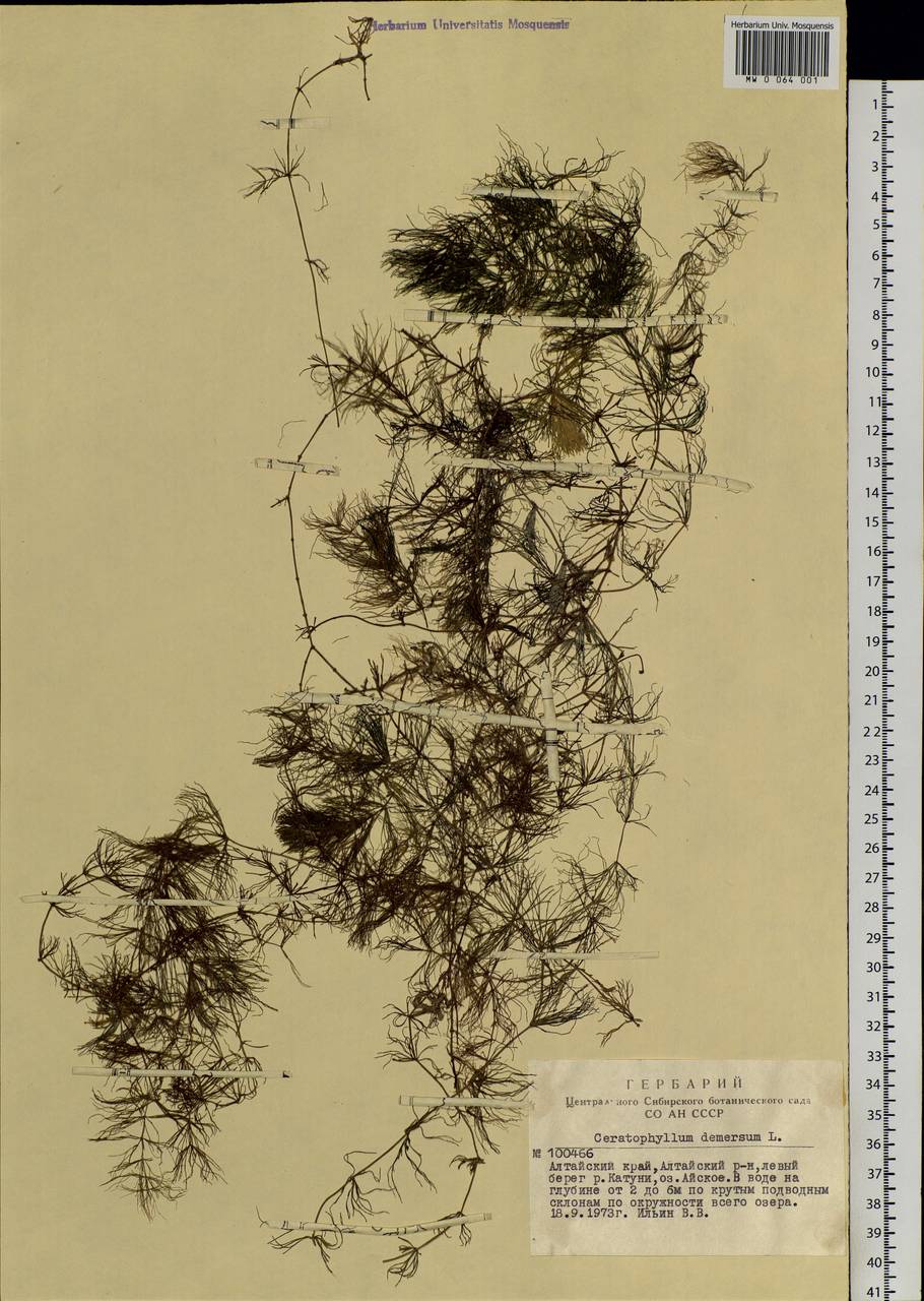 Ceratophyllum demersum L., Siberia, Altai & Sayany Mountains (S2) (Russia)