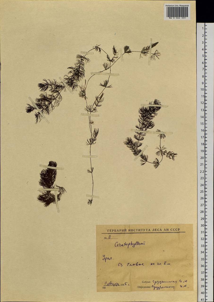 Ceratophyllum demersum L., Eastern Europe, Eastern region (E10) (Russia)