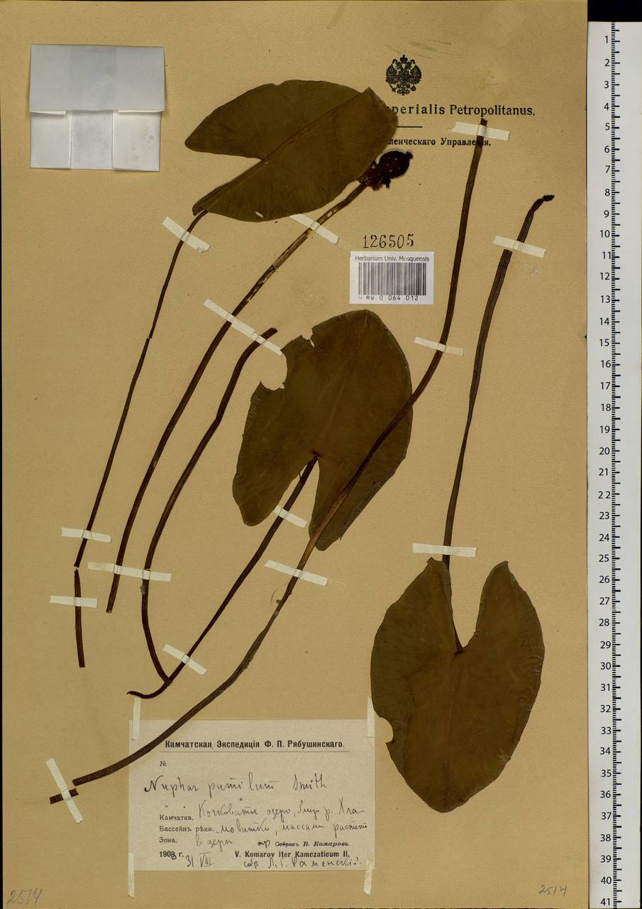 Nuphar pumila (Timm) DC., Siberia, Chukotka & Kamchatka (S7) (Russia)