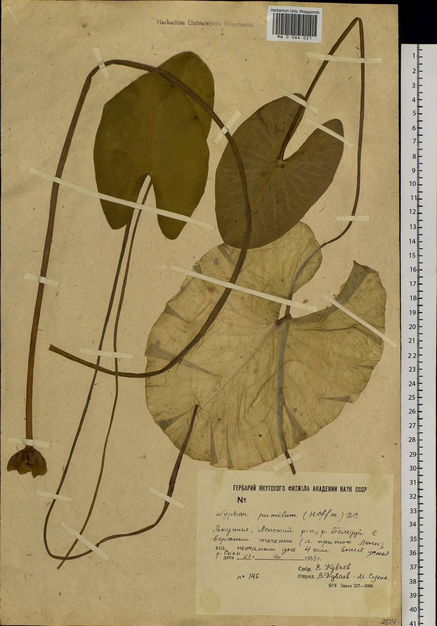 Nuphar pumila (Timm) DC., Siberia, Yakutia (S5) (Russia)