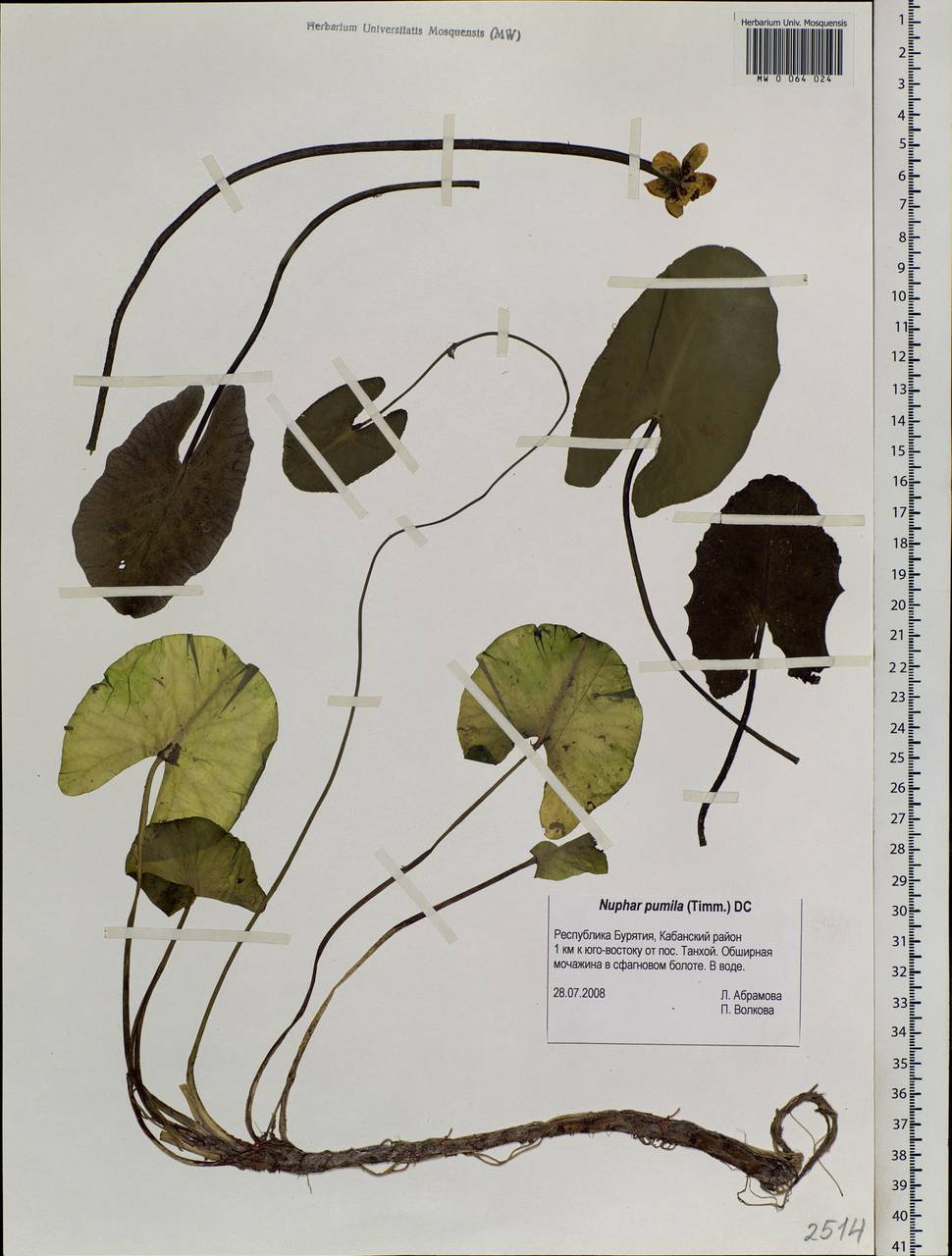 Nuphar pumila (Timm) DC., Siberia, Baikal & Transbaikal region (S4) (Russia)
