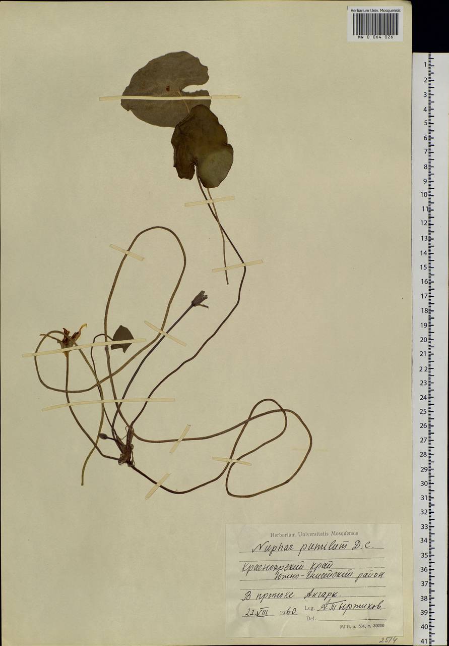 Nuphar pumila (Timm) DC., Siberia, Central Siberia (S3) (Russia)
