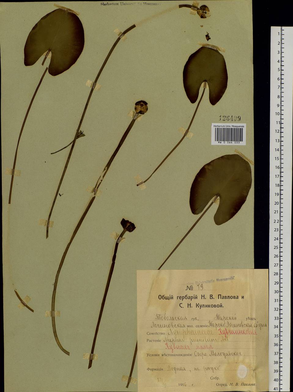 Nuphar pumila (Timm) DC., Siberia, Western Siberia (S1) (Russia)