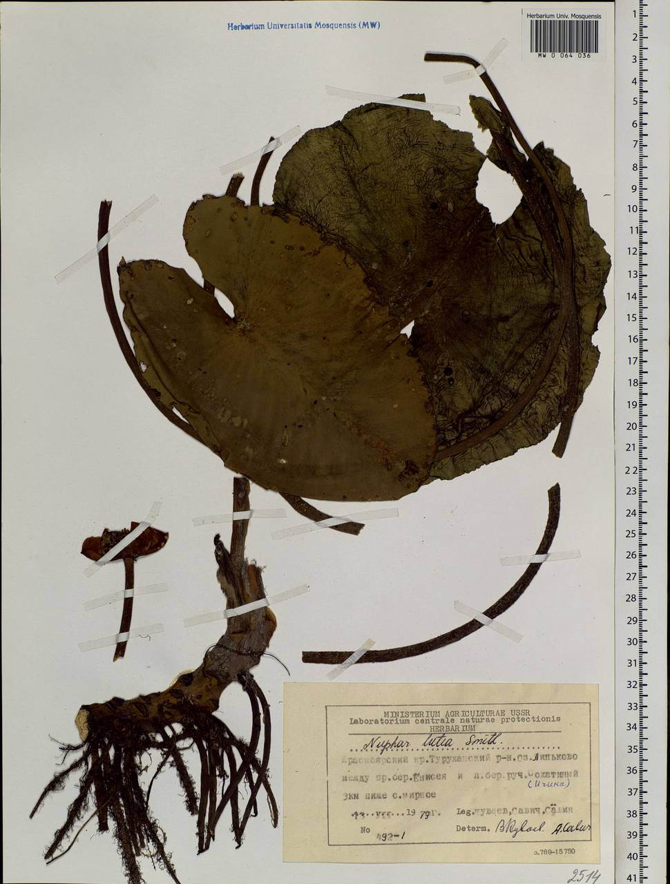 Nuphar lutea (L.) Sibth. & Sm., Siberia, Central Siberia (S3) (Russia)