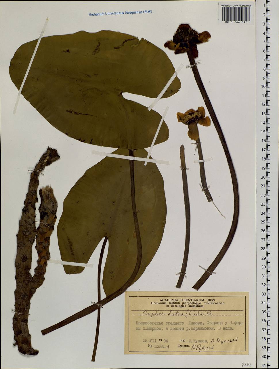 Nuphar lutea (L.) Sibth. & Sm., Siberia, Central Siberia (S3) (Russia)