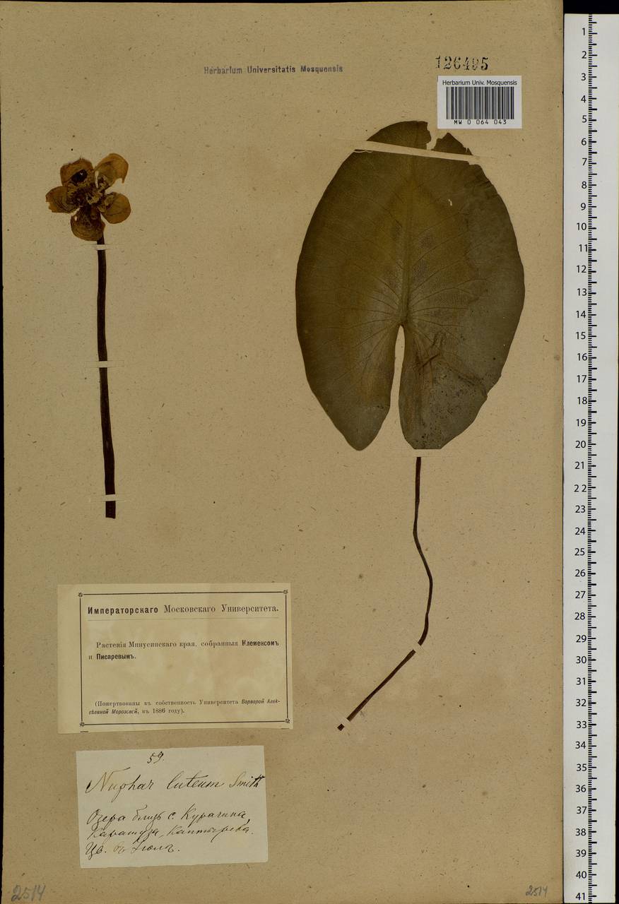 Nuphar lutea (L.) Sm., Siberia, Altai & Sayany Mountains (S2) (Russia)