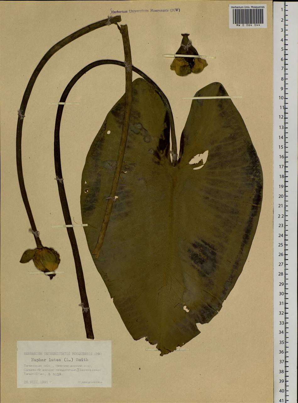 Nuphar lutea (L.) Sibth. & Sm., Siberia, Western Siberia (S1) (Russia)