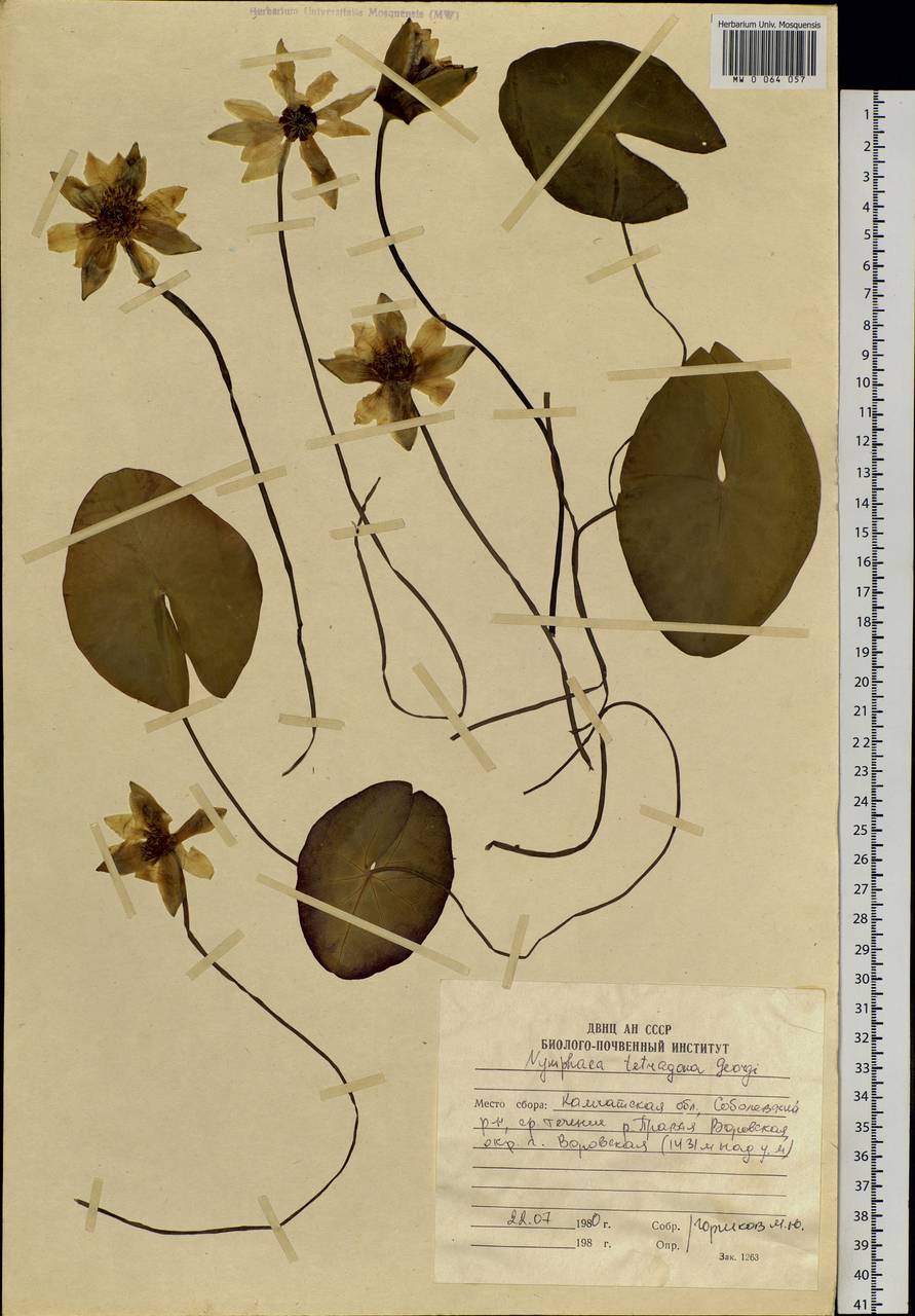 Nymphaea tetragona Georgi, Siberia, Chukotka & Kamchatka (S7) (Russia)
