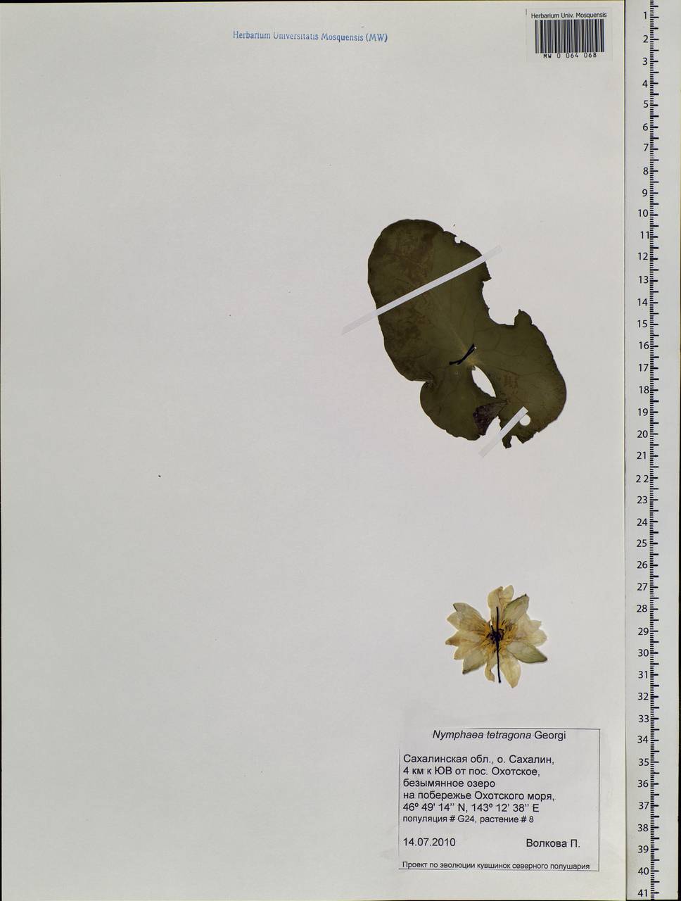 Nymphaea tetragona Georgi, Siberia, Russian Far East (S6) (Russia)