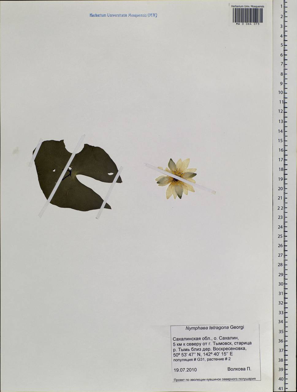 Nymphaea tetragona Georgi, Siberia, Russian Far East (S6) (Russia)