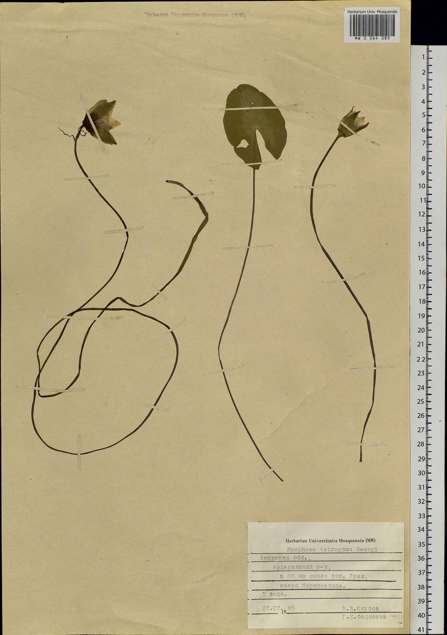 Nymphaea tetragona Georgi, Siberia, Russian Far East (S6) (Russia)
