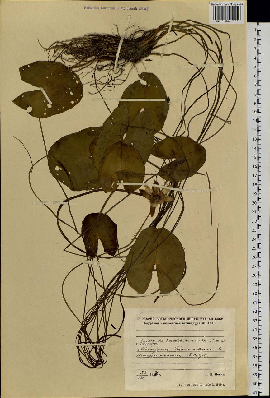 Nymphaea tetragona Georgi, Siberia, Russian Far East (S6) (Russia)