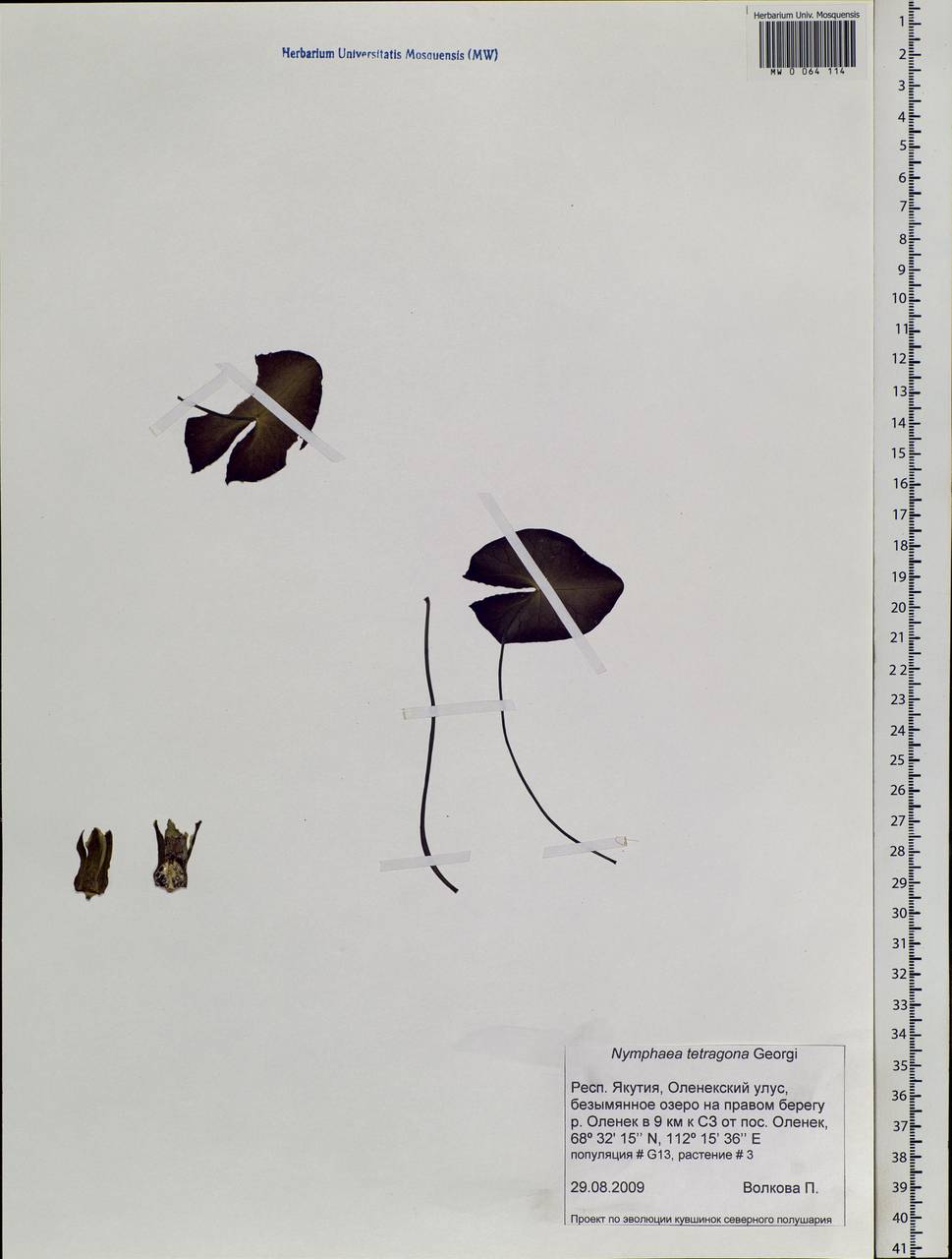 Nymphaea tetragona Georgi, Siberia, Yakutia (S5) (Russia)