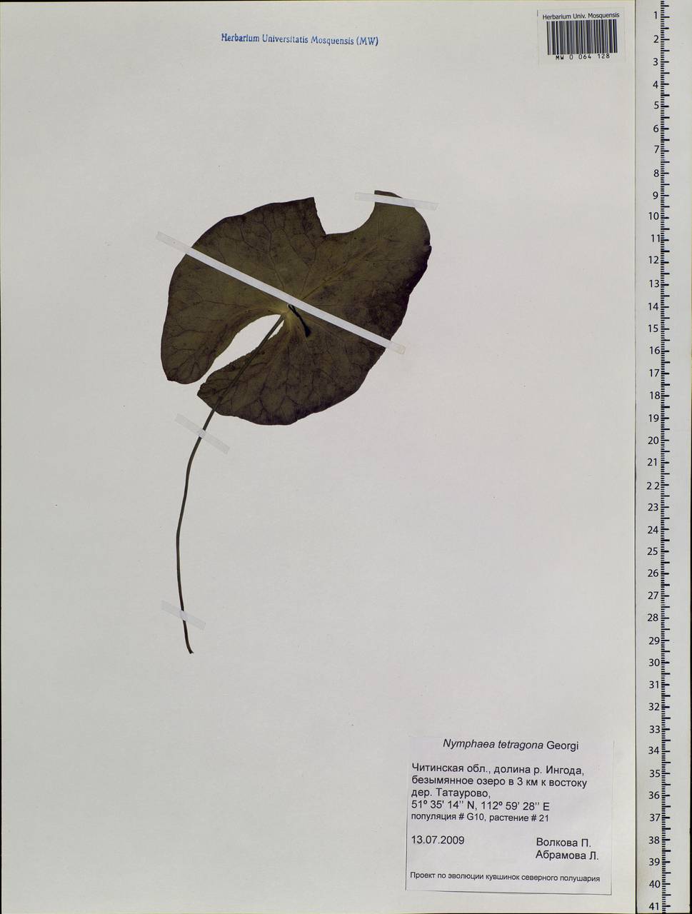 Nymphaea tetragona Georgi, Siberia, Baikal & Transbaikal region (S4) (Russia)