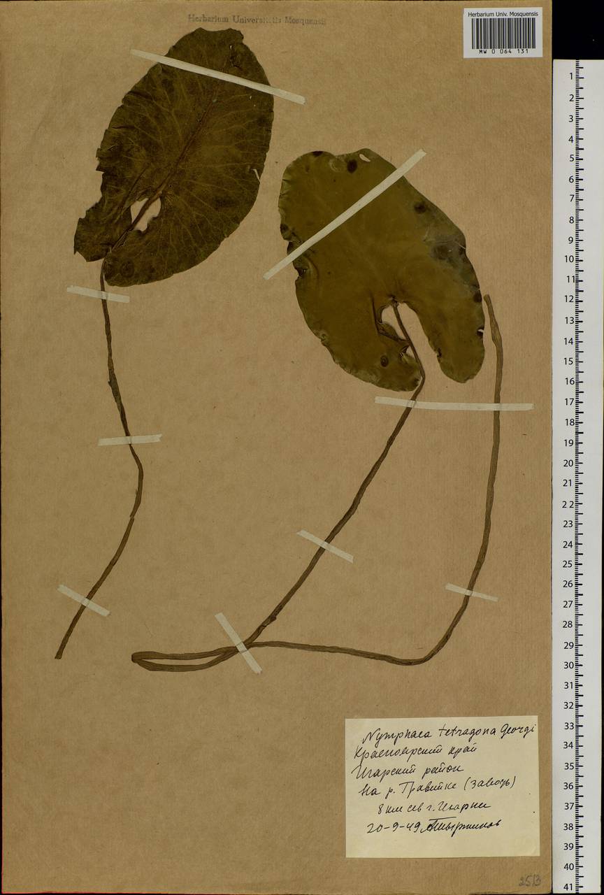 Nymphaea tetragona Georgi, Siberia, Central Siberia (S3) (Russia)