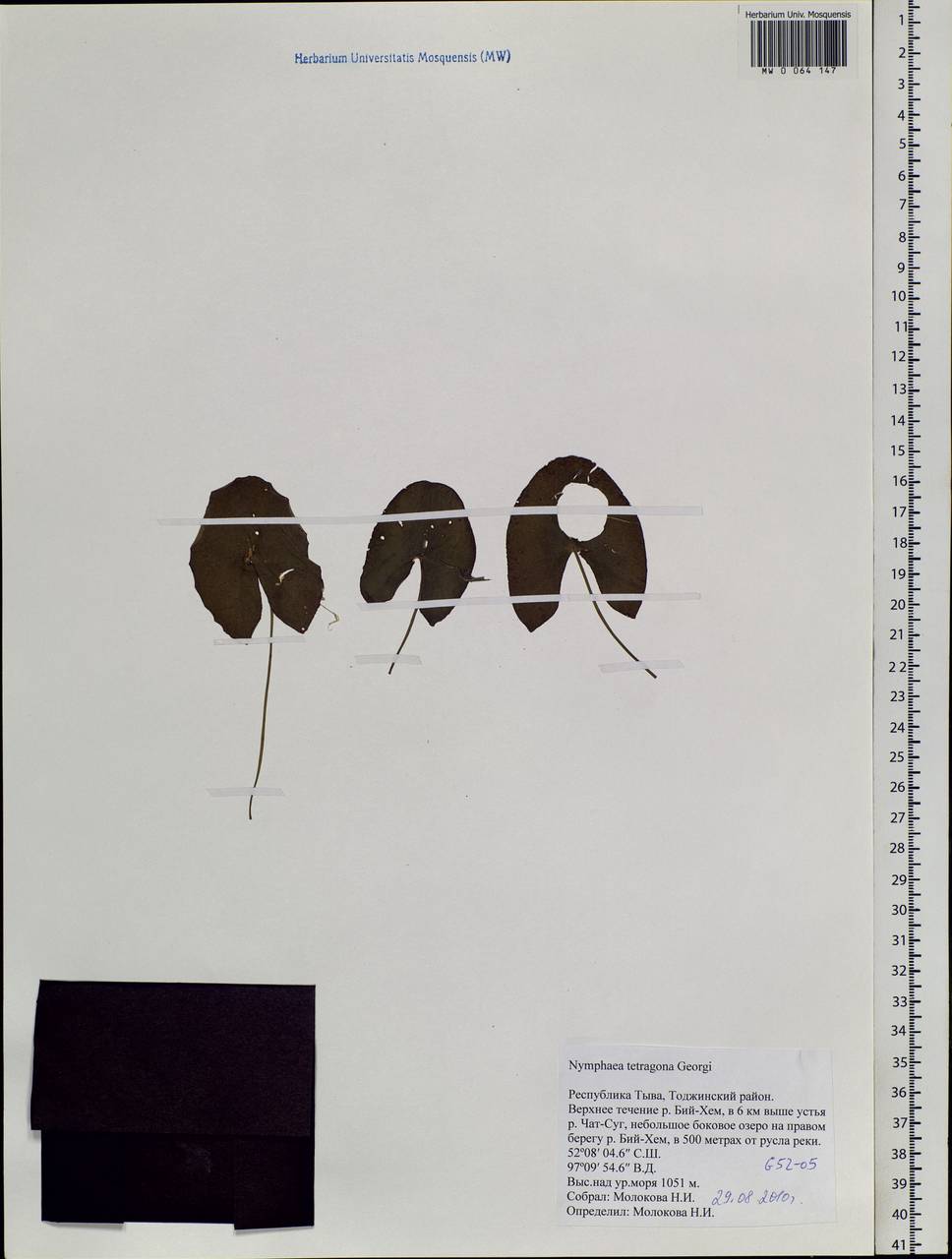 Nymphaea tetragona Georgi, Siberia, Altai & Sayany Mountains (S2) (Russia)
