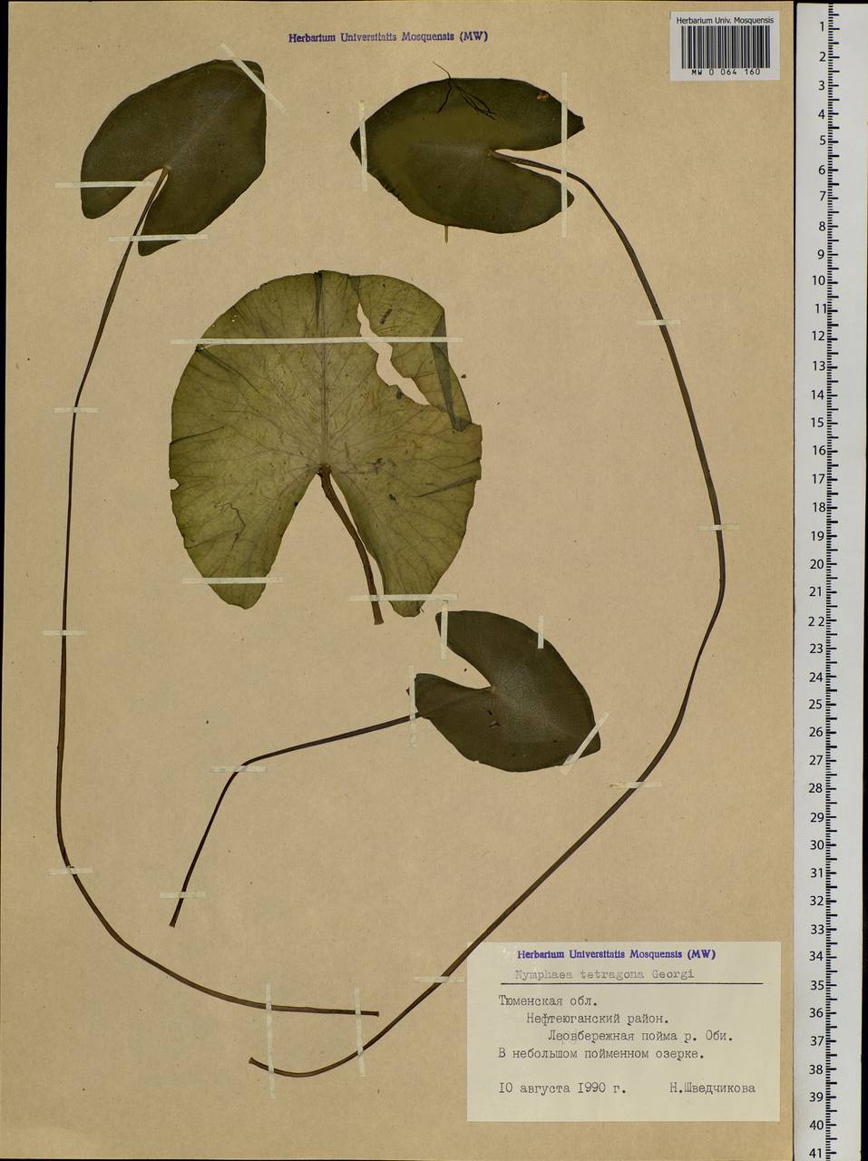 Nymphaea tetragona Georgi, Siberia, Western Siberia (S1) (Russia)