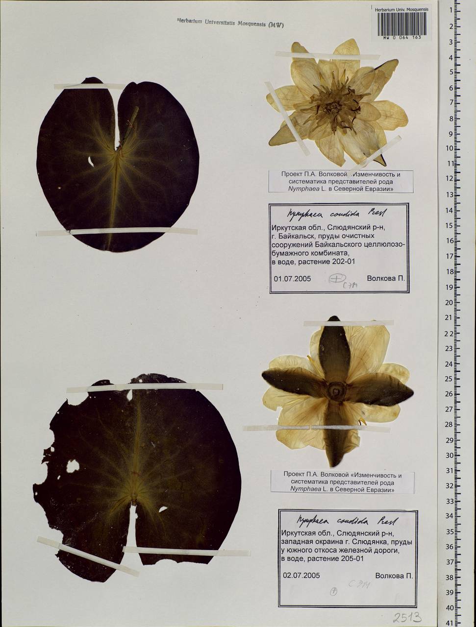 Nymphaea candida C. Presl, Siberia, Baikal & Transbaikal region (S4) (Russia)