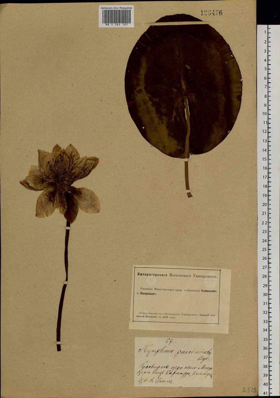 Nymphaea candida C. Presl, Siberia, Altai & Sayany Mountains (S2) (Russia)