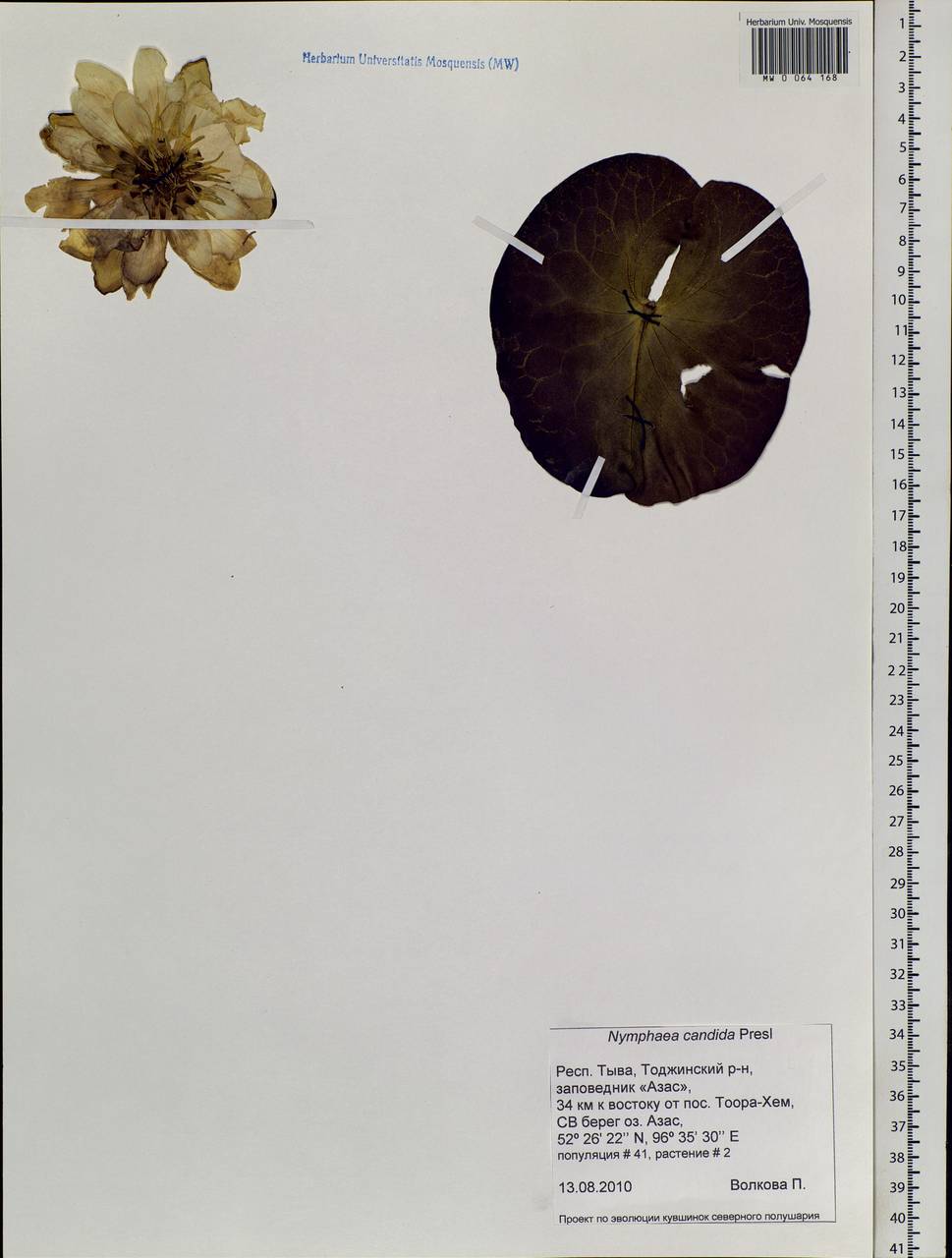 Nymphaea candida C. Presl, Siberia, Altai & Sayany Mountains (S2) (Russia)