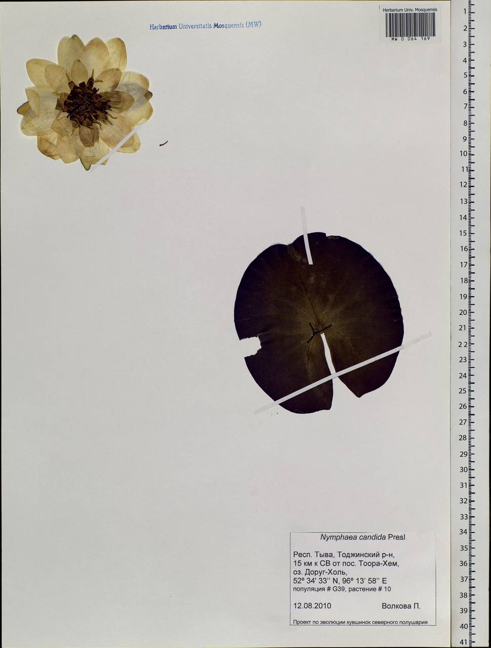 Nymphaea candida C. Presl, Siberia, Altai & Sayany Mountains (S2) (Russia)
