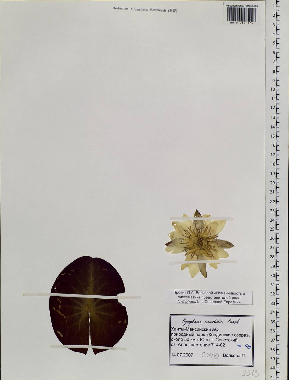 Nymphaea candida C. Presl, Siberia, Western Siberia (S1) (Russia)