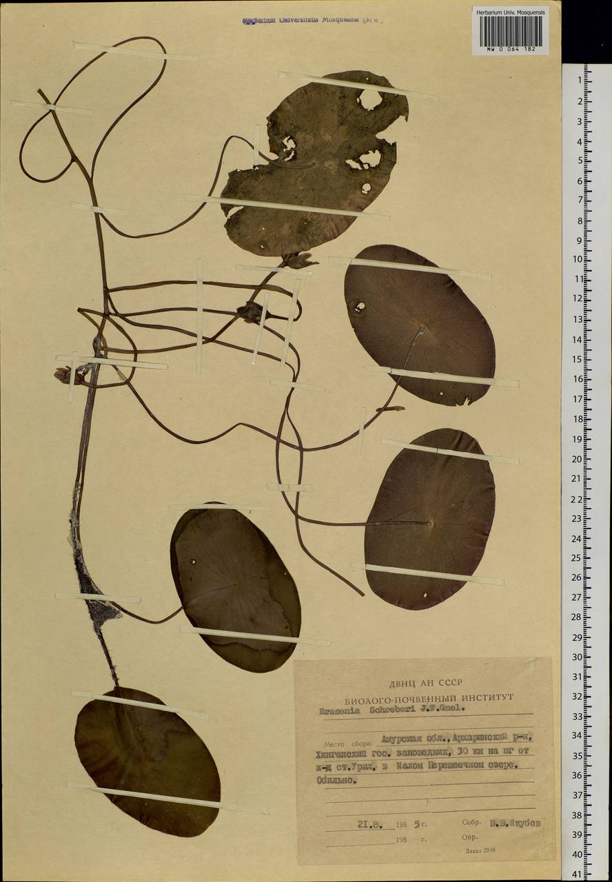 Brasenia schreberi J. F. Gmel., Siberia, Russian Far East (S6) (Russia)