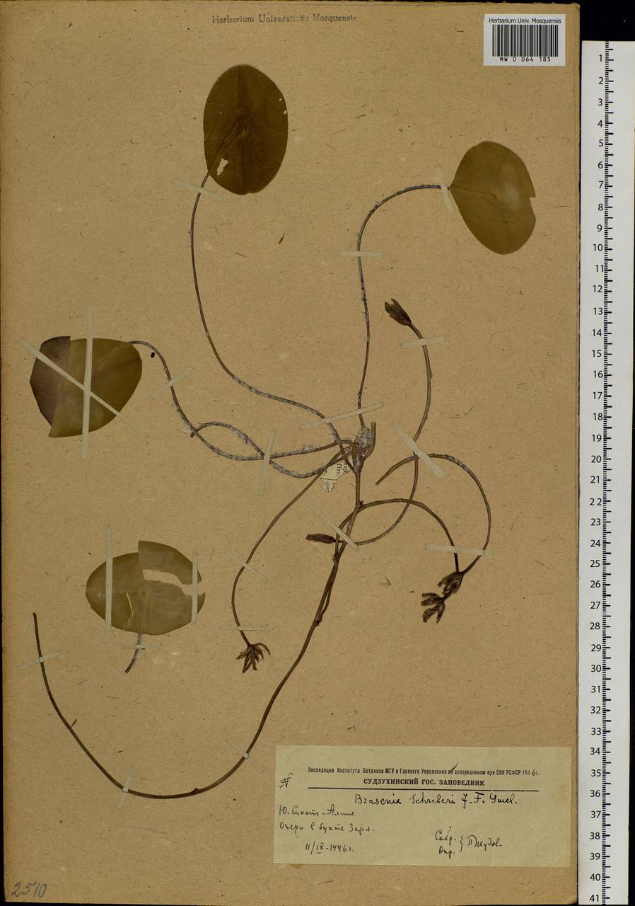 Brasenia schreberi J. F. Gmel., Siberia, Russian Far East (S6) (Russia)