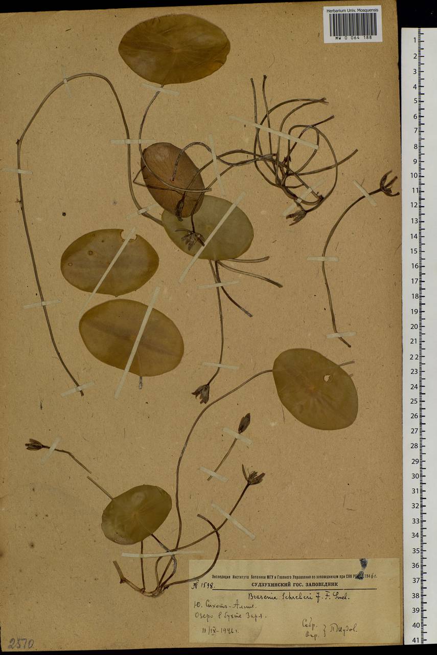 Brasenia schreberi J. F. Gmel., Siberia, Russian Far East (S6) (Russia)