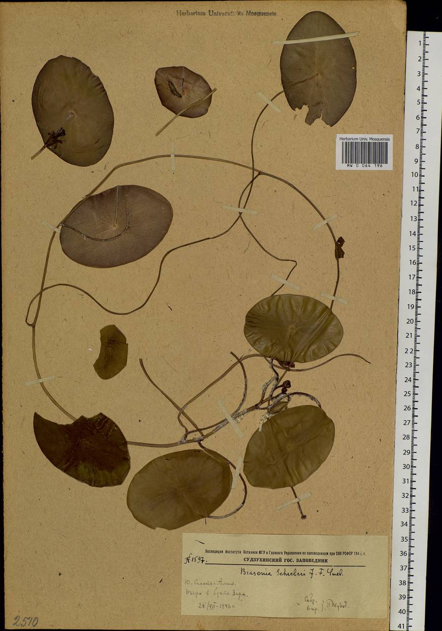 Brasenia schreberi J. F. Gmel., Siberia, Russian Far East (S6) (Russia)