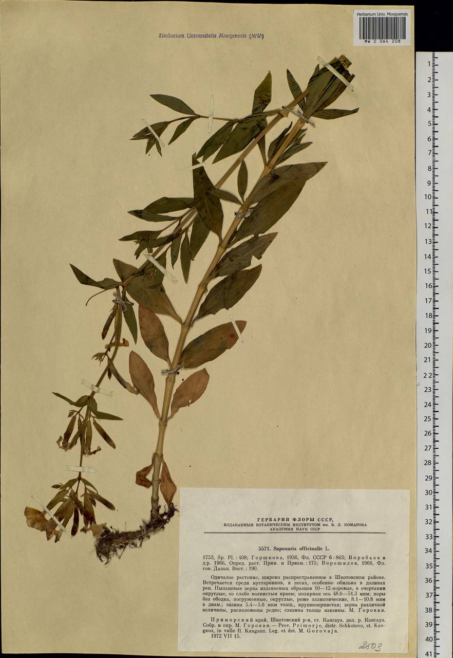 Saponaria officinalis L., Siberia, Russian Far East (S6) (Russia)