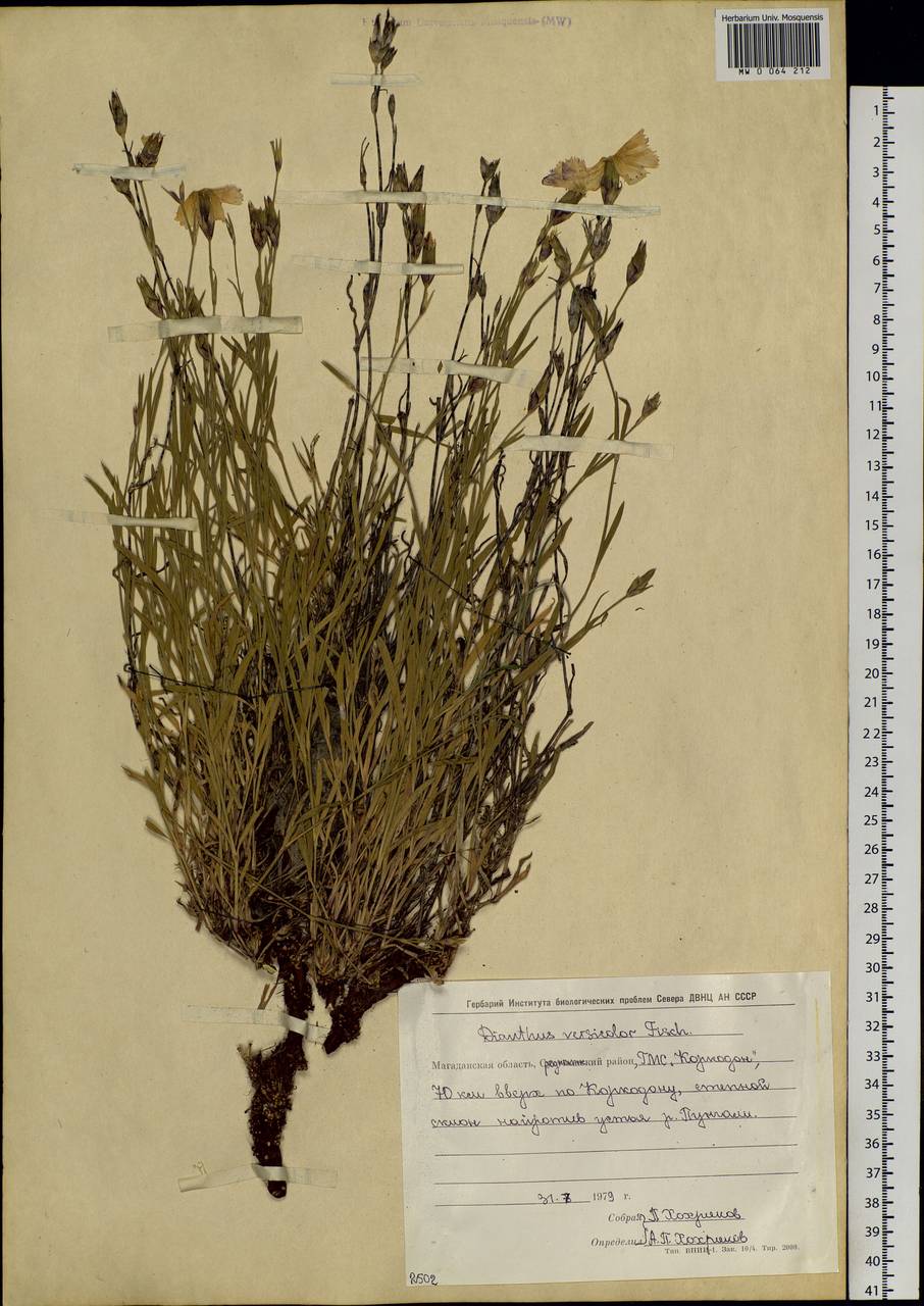 Dianthus chinensis, Siberia, Chukotka & Kamchatka (S7) (Russia)