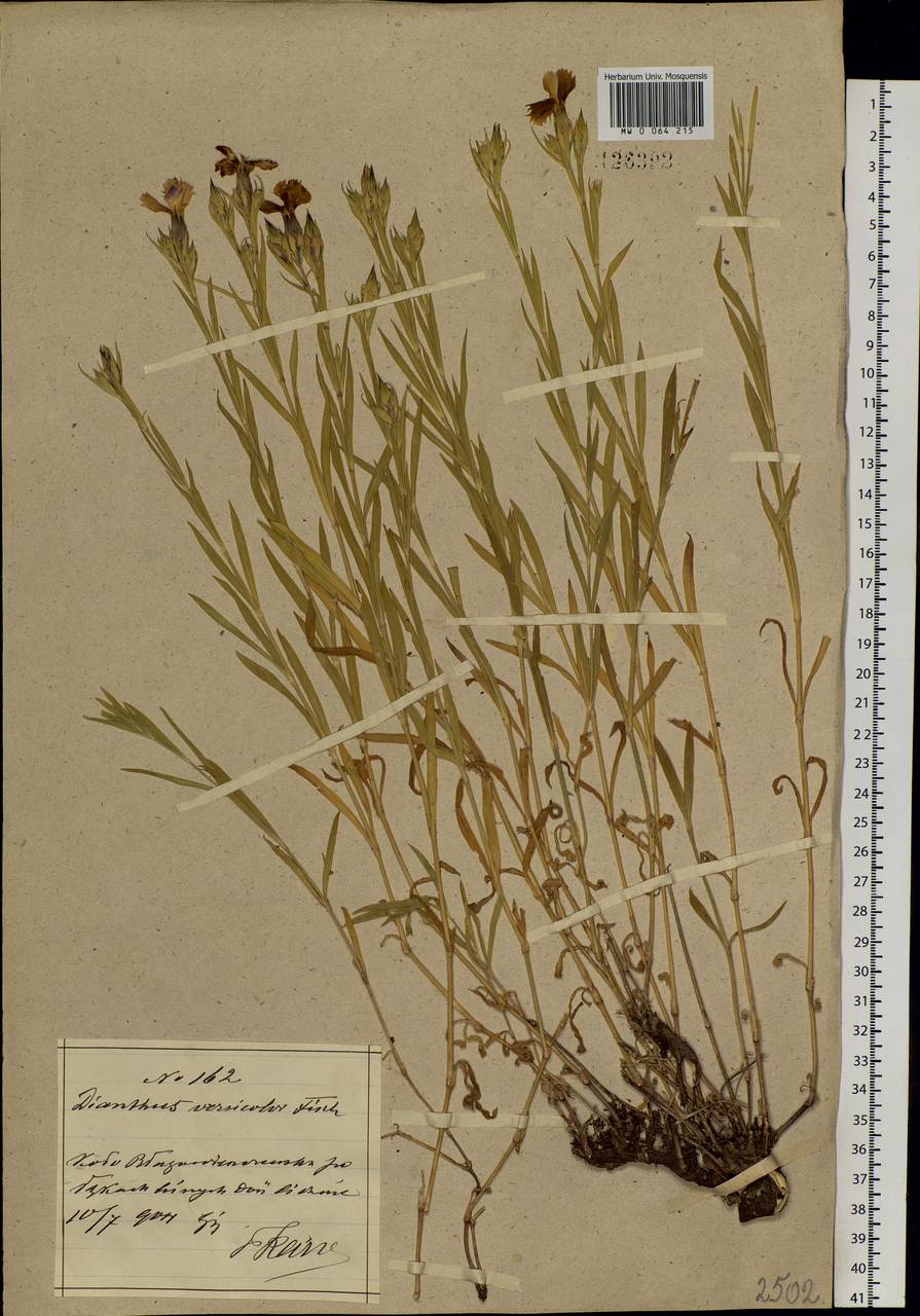 Dianthus chinensis L., Siberia, Russian Far East (S6) (Russia)