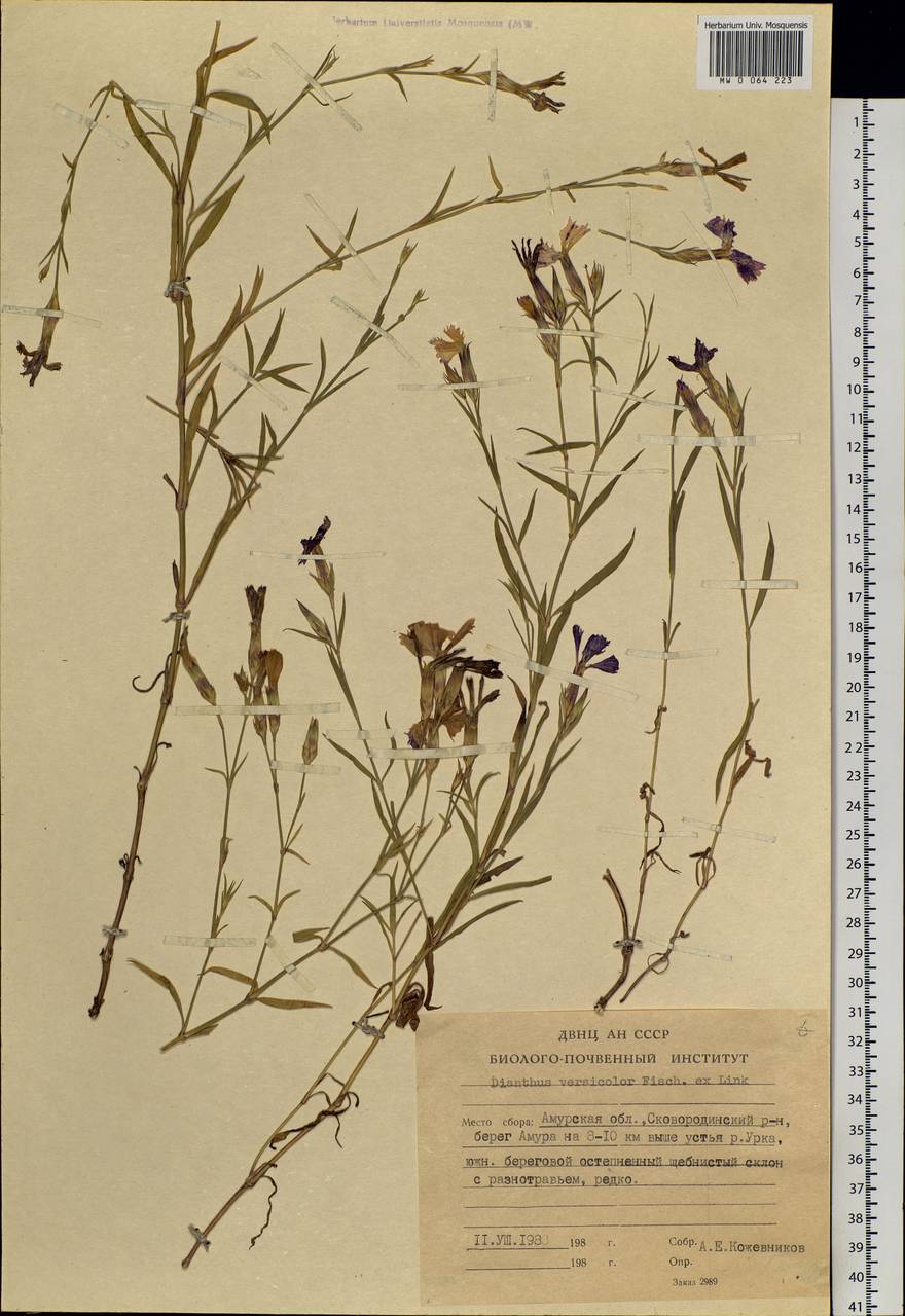 Dianthus chinensis L., Siberia, Russian Far East (S6) (Russia)