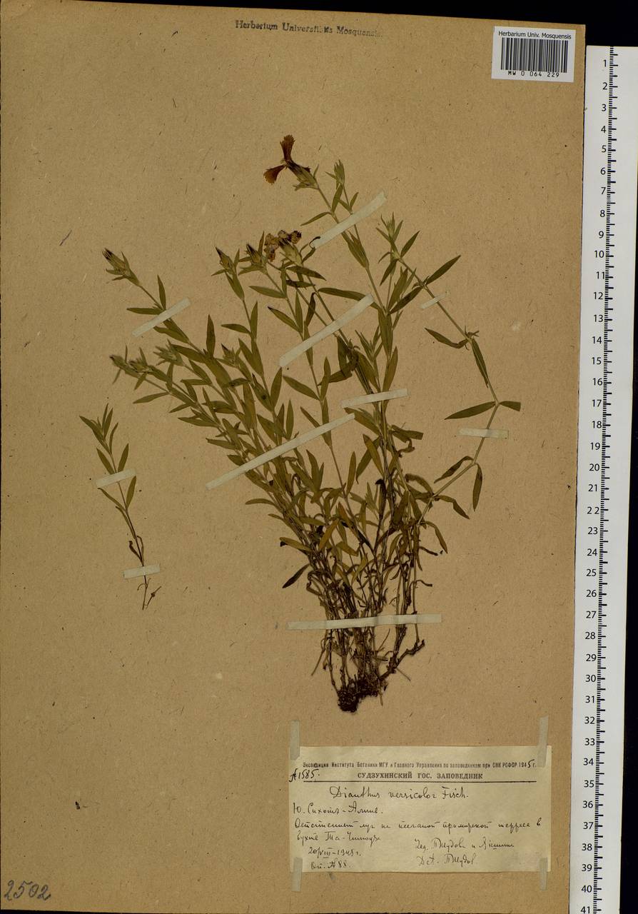Dianthus chinensis L., Siberia, Russian Far East (S6) (Russia)