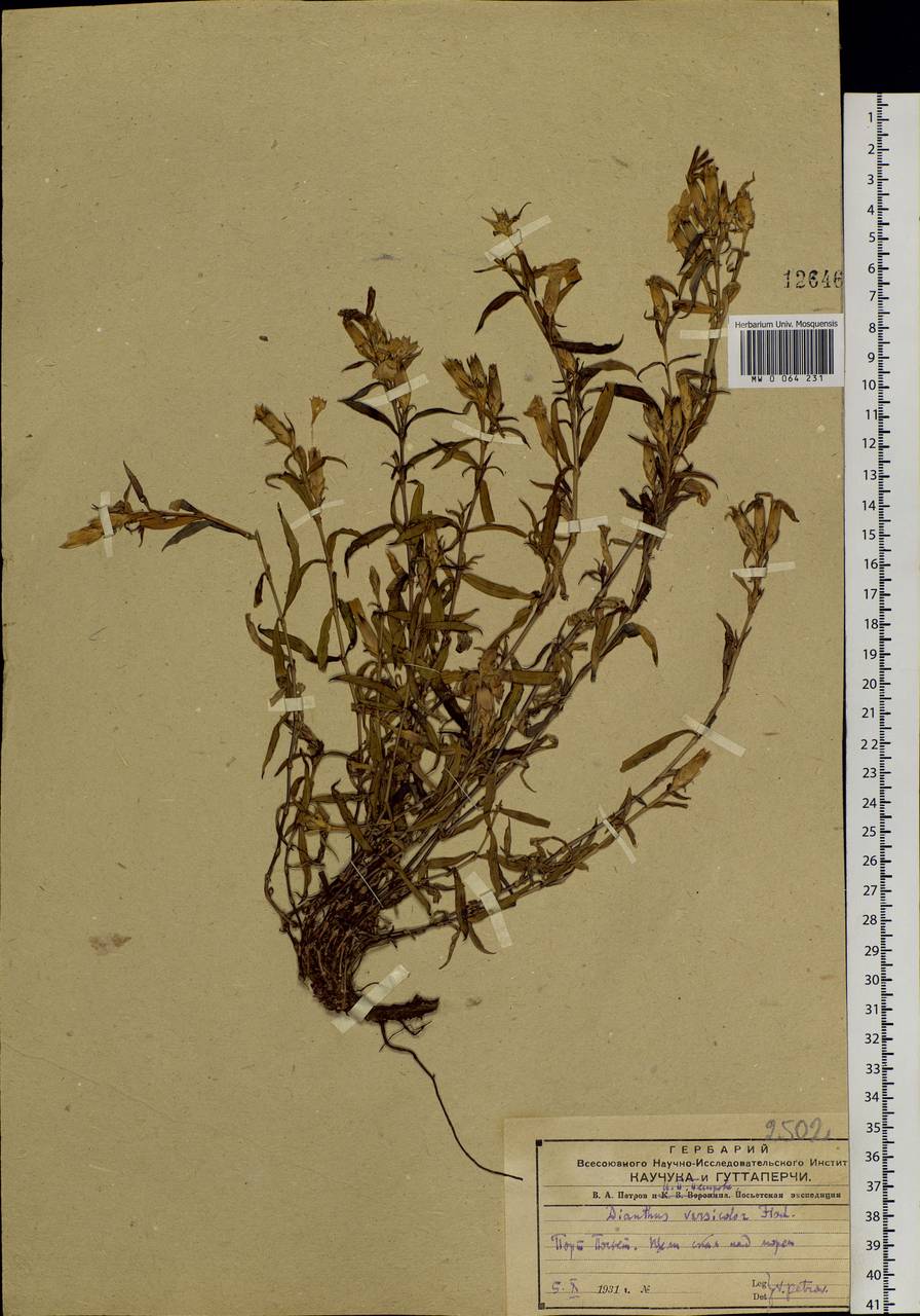 Dianthus chinensis L., Siberia, Russian Far East (S6) (Russia)