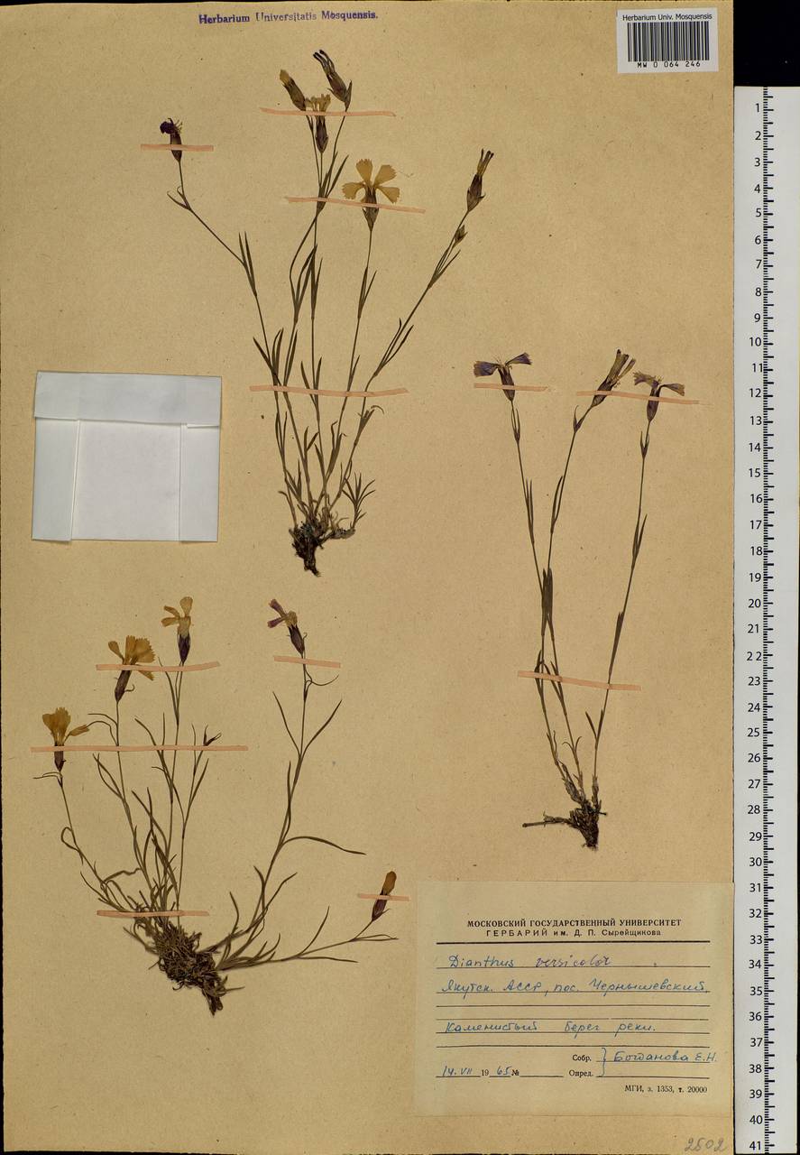 Dianthus chinensis L., Siberia, Yakutia (S5) (Russia)