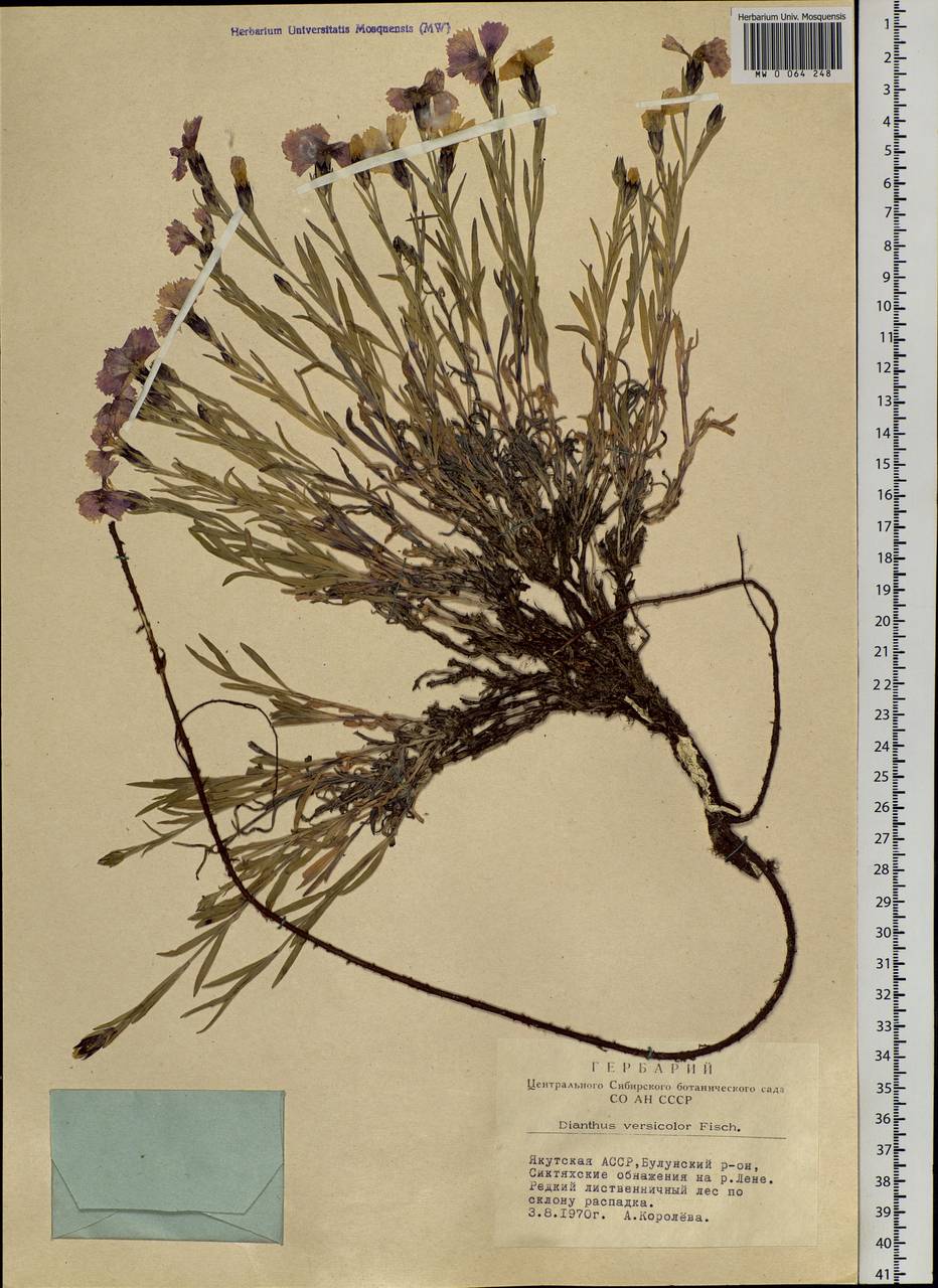 Dianthus chinensis L., Siberia, Yakutia (S5) (Russia)