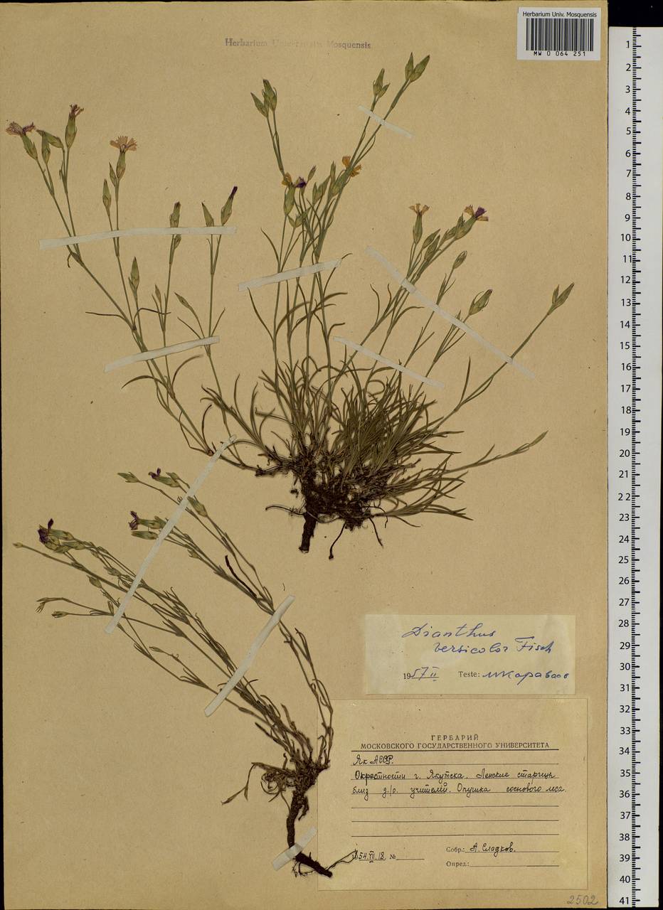 Dianthus chinensis L., Siberia, Yakutia (S5) (Russia)