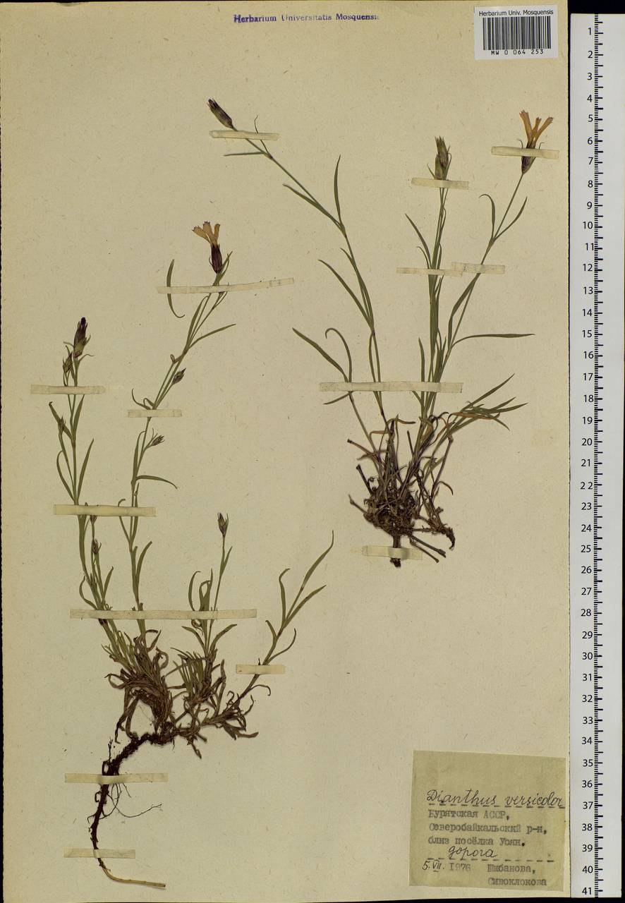 Dianthus chinensis L., Siberia, Baikal & Transbaikal region (S4) (Russia)