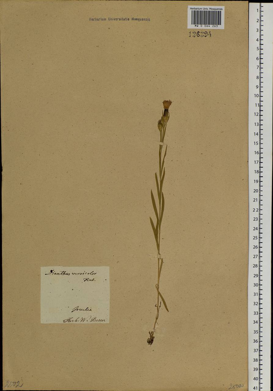 Dianthus chinensis, Siberia, Baikal & Transbaikal region (S4) (Russia)