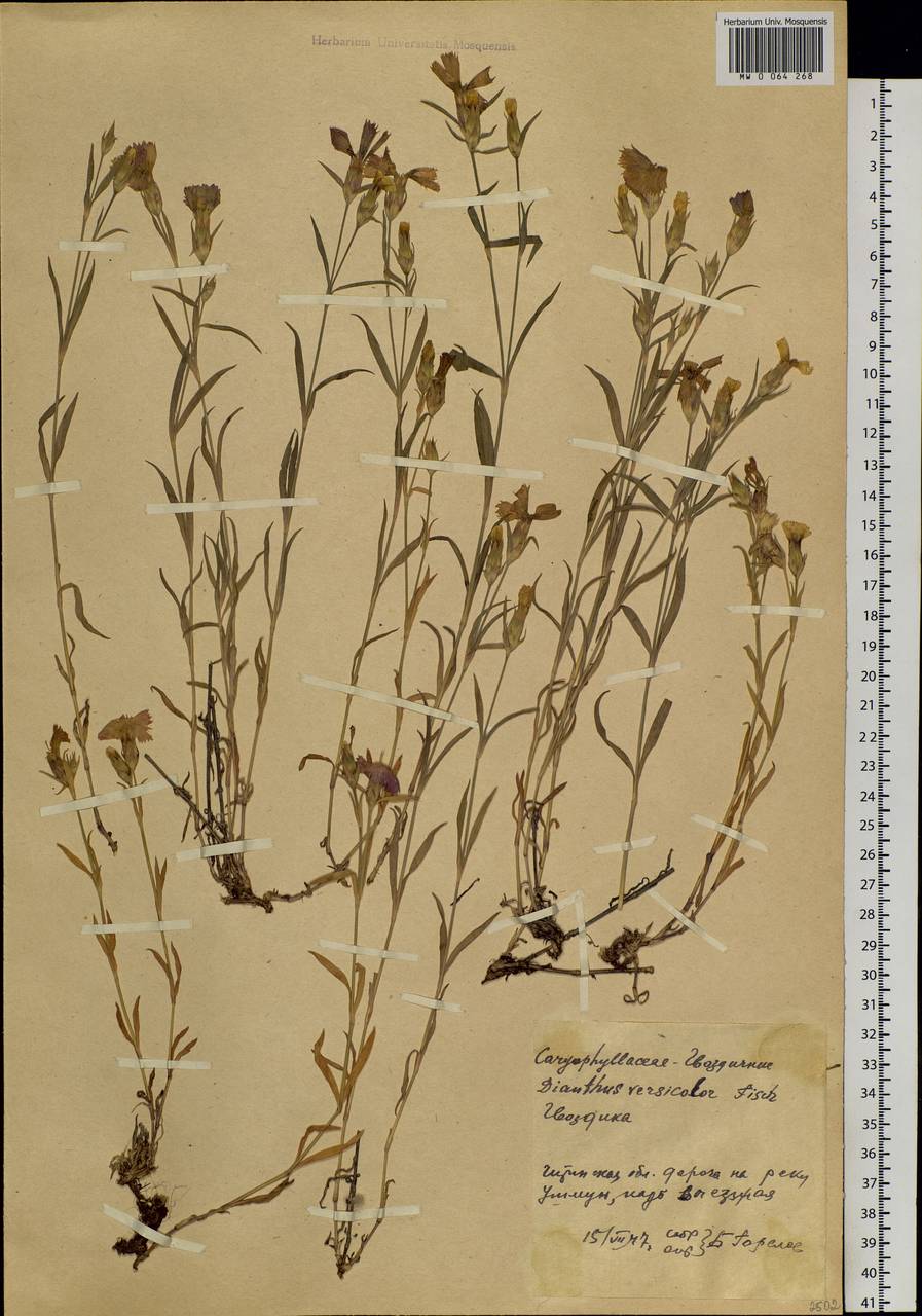 Dianthus chinensis, Siberia, Baikal & Transbaikal region (S4) (Russia)