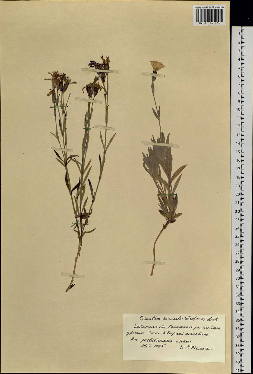 Dianthus chinensis, Siberia, Baikal & Transbaikal region (S4) (Russia)