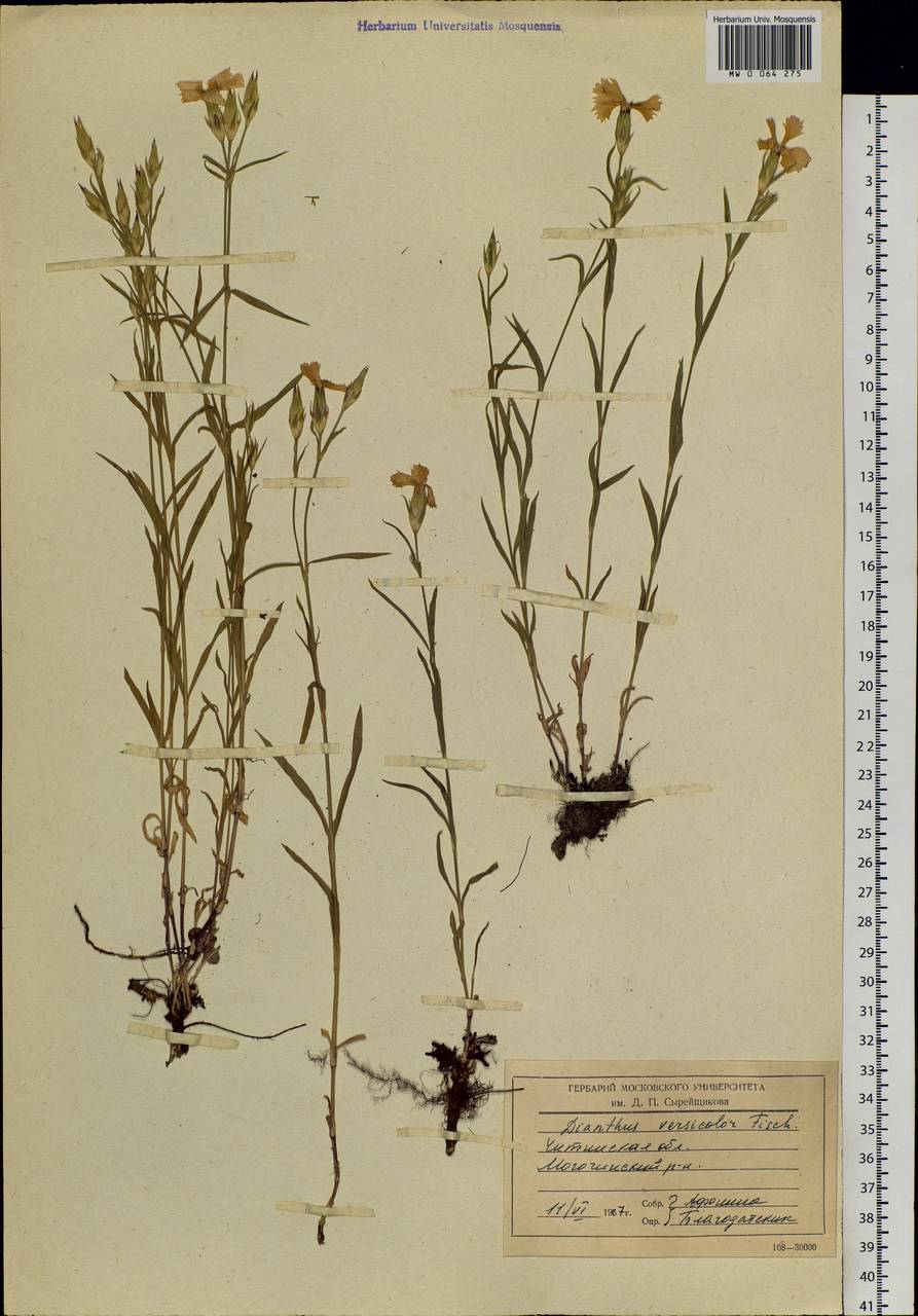 Dianthus chinensis L., Siberia, Baikal & Transbaikal region (S4) (Russia)