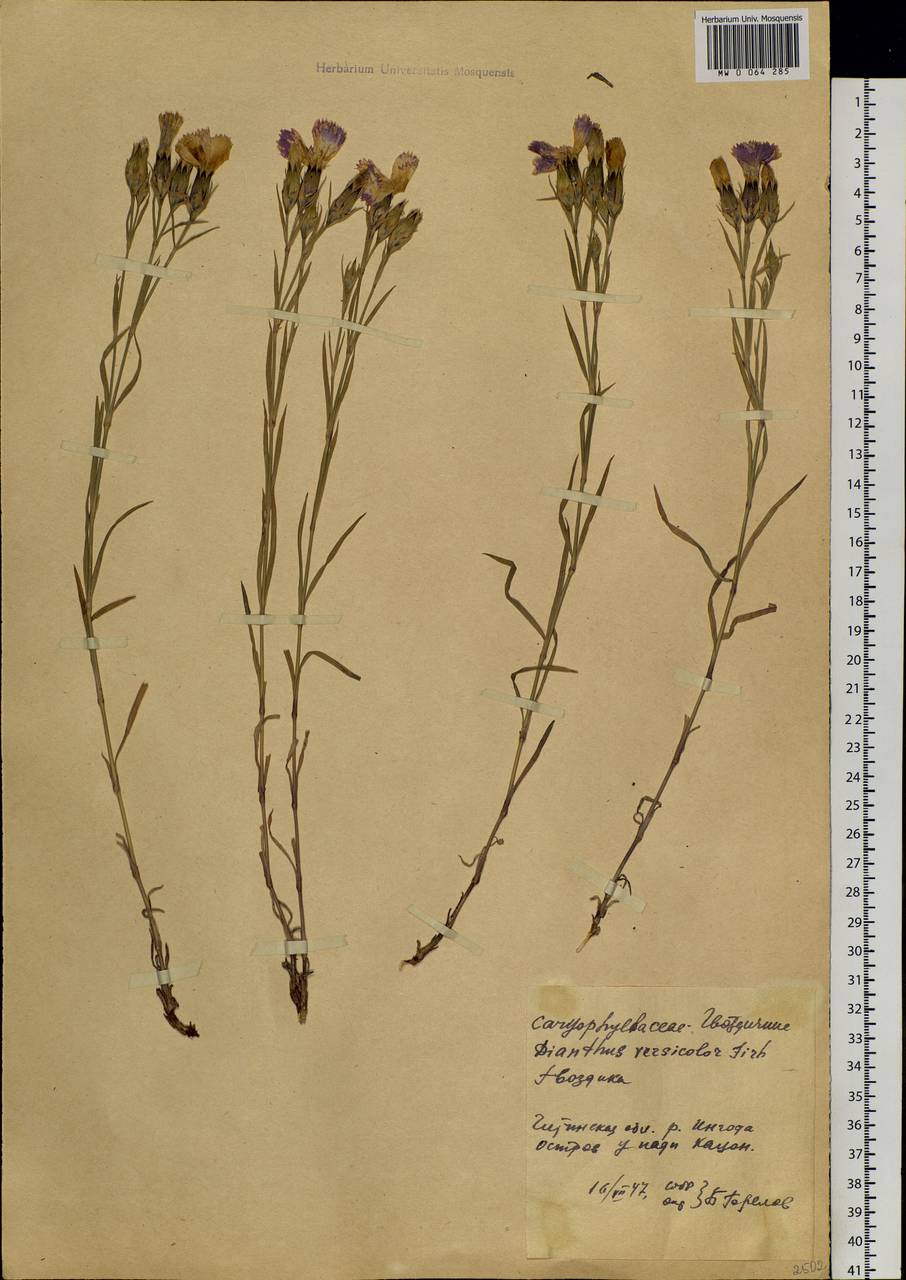 Dianthus chinensis, Siberia, Baikal & Transbaikal region (S4) (Russia)