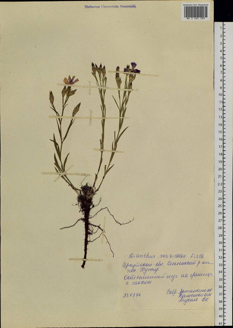 Dianthus chinensis L., Siberia, Baikal & Transbaikal region (S4) (Russia)