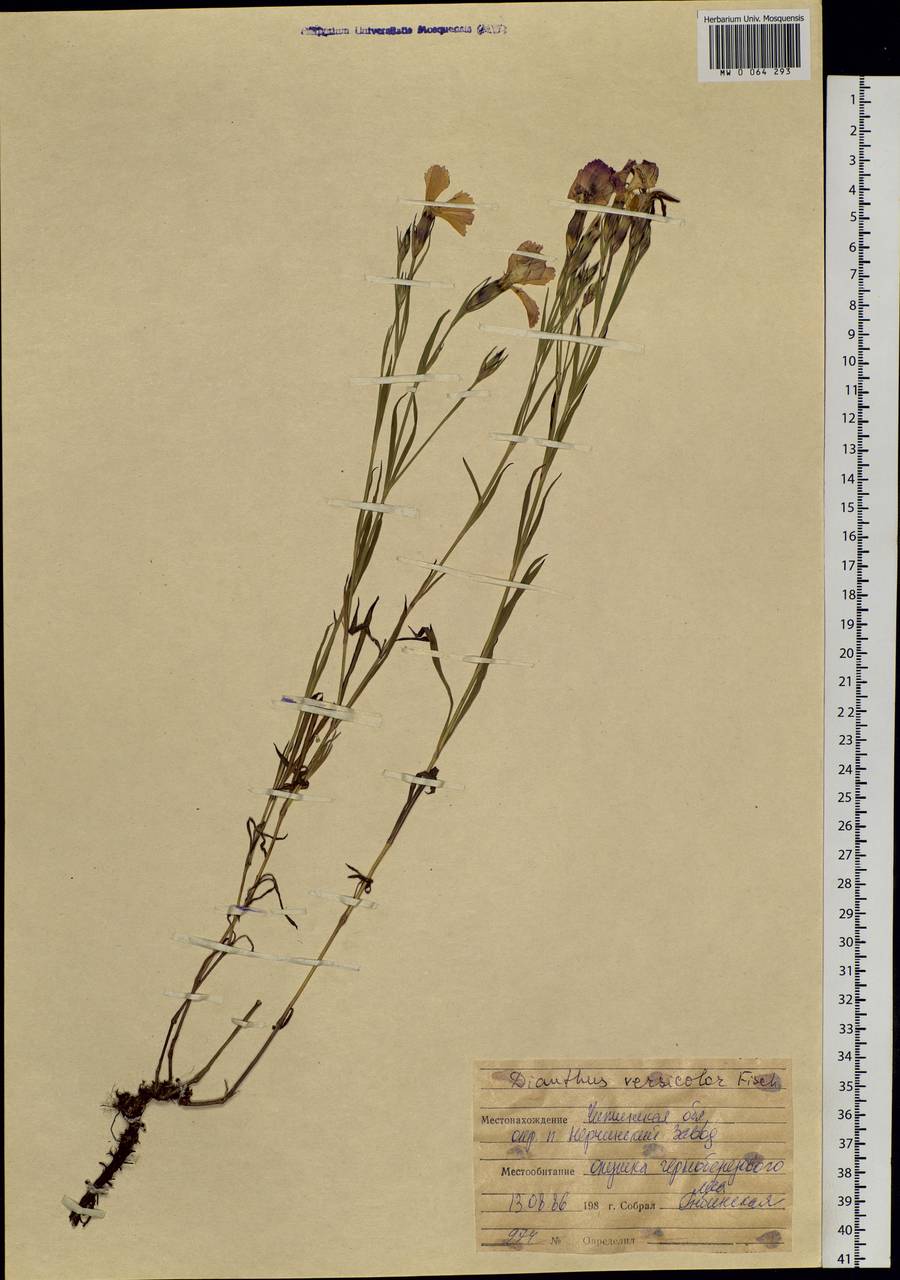 Dianthus chinensis L., Siberia, Baikal & Transbaikal region (S4) (Russia)