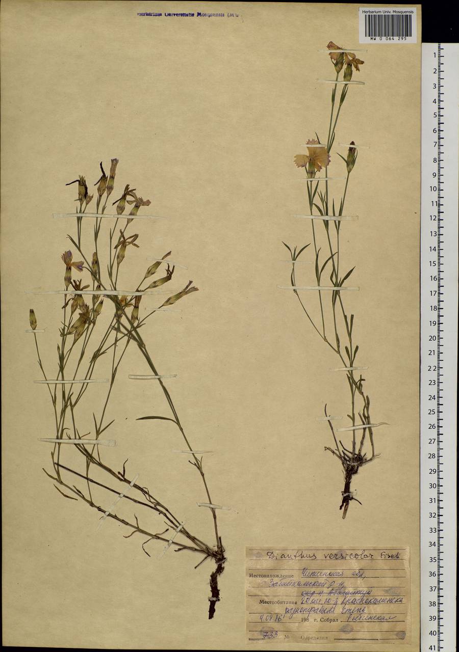 Dianthus chinensis L., Siberia, Baikal & Transbaikal region (S4) (Russia)